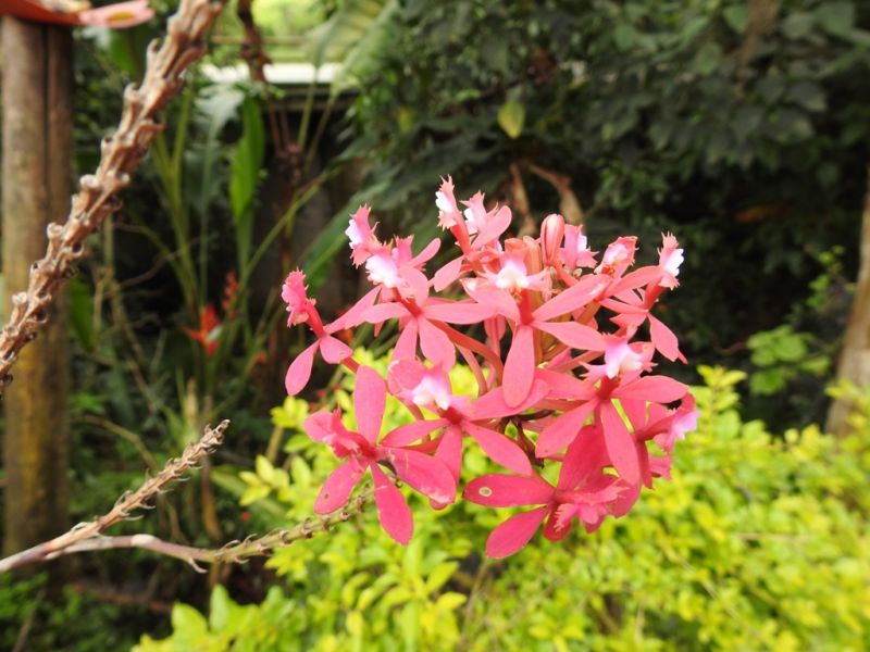 Hotel-Hospedaje-Andino-San-Agustin-Huila-Colombia (5)